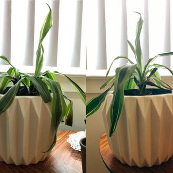 On the left, a plant looking droopy. On the right, the same plant perked up