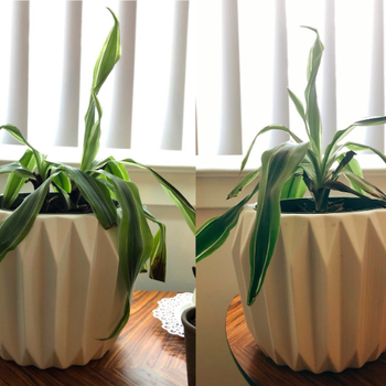 On the left, a plant looking droopy. On the right, the same plant perked up