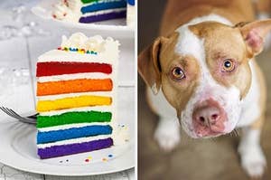 Animal Pictures And Videos Adorably From Buzzfeed