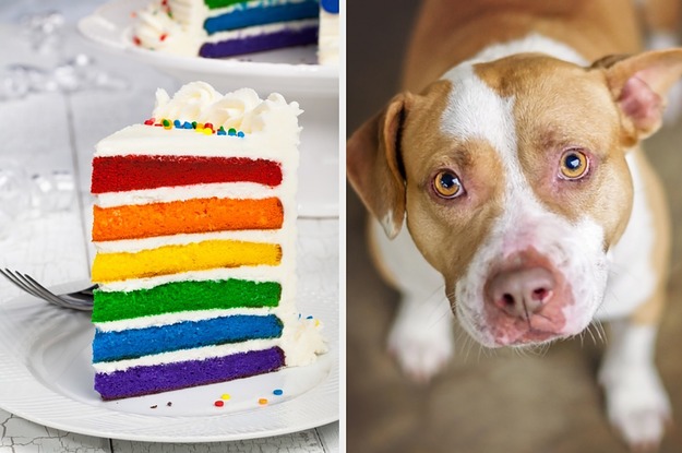 buzzfeed what kind of dog