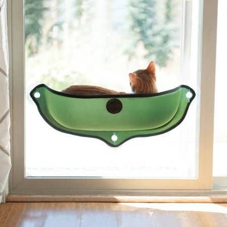 25 Products From Walmart That Ll Make Your Pet The Coolest In The