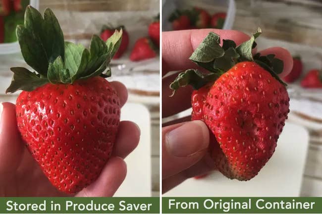 A BuzzFeed Shopping reviewer's image comparing a strawberry kept fresh in the Rubbermaid container with one kept in the original clamshell (significantly soft and mushy)