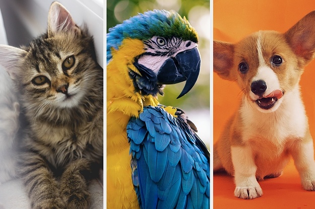 We Know If You're A Dog, Cat, Or Bird