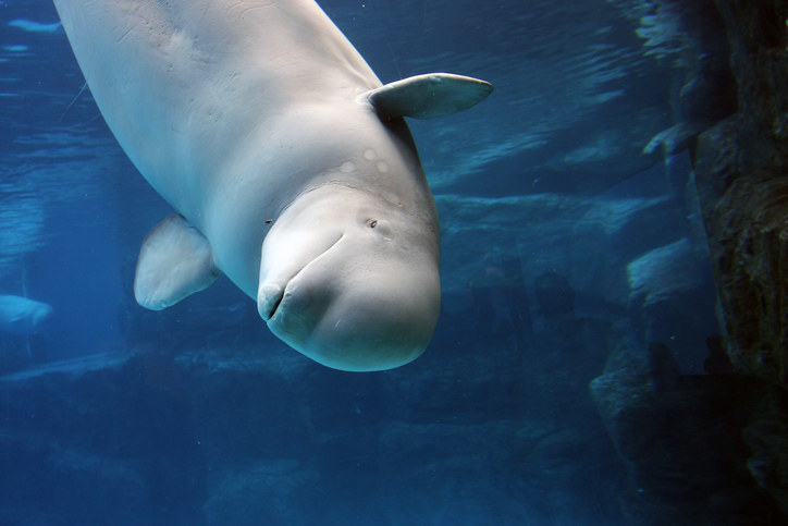 I Just Discovered Beluga Whales And OMG My Heart