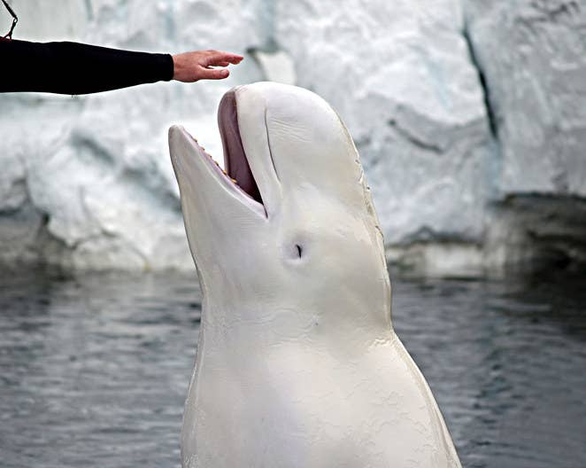 beluga cat face reveal 