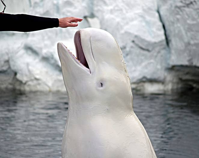 beluga cat face reveal