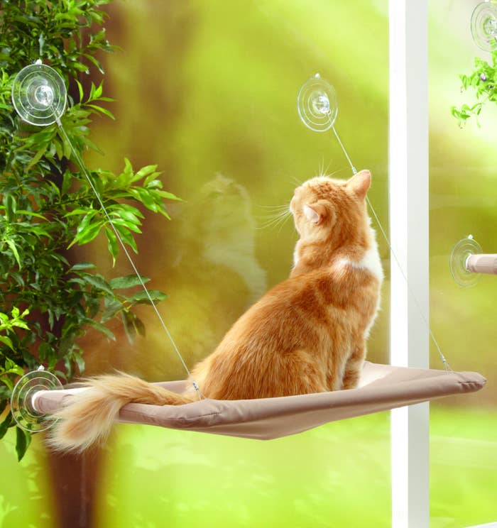 21 Amazing Cat Essentials That You Can Get At Walmart