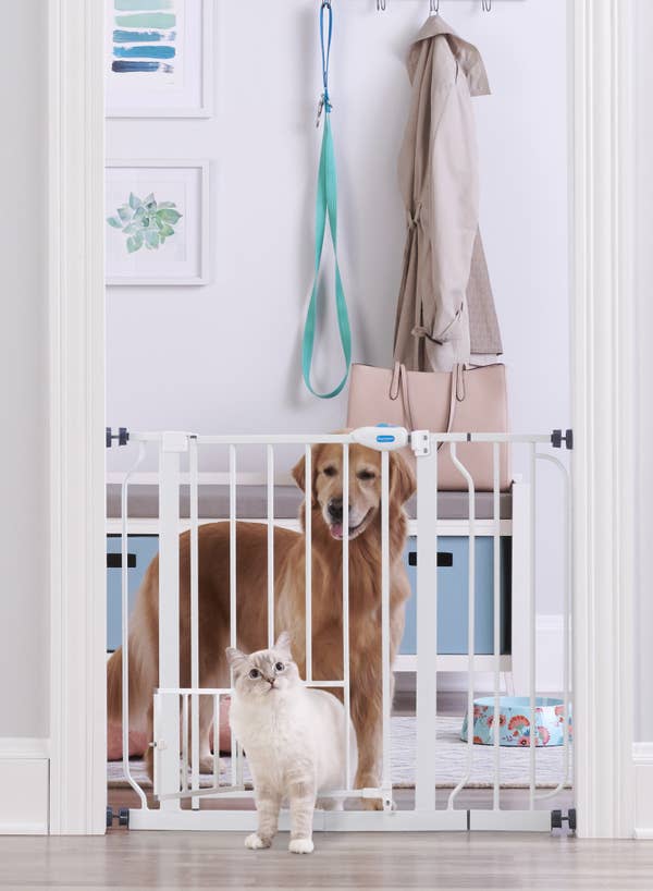 21 Amazing Cat Essentials That You Can Get At Walmart