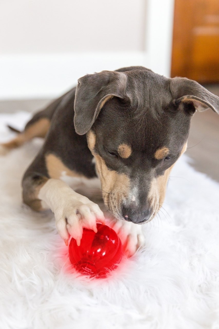 dog toy ball that lights up