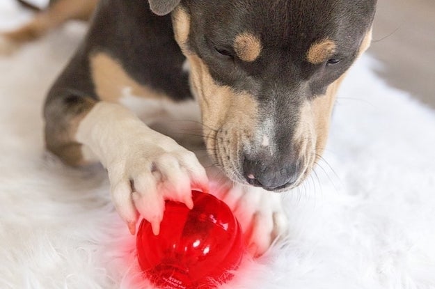 31 Things From Walmart To Reward Your Pup For Being A Very Good Dog