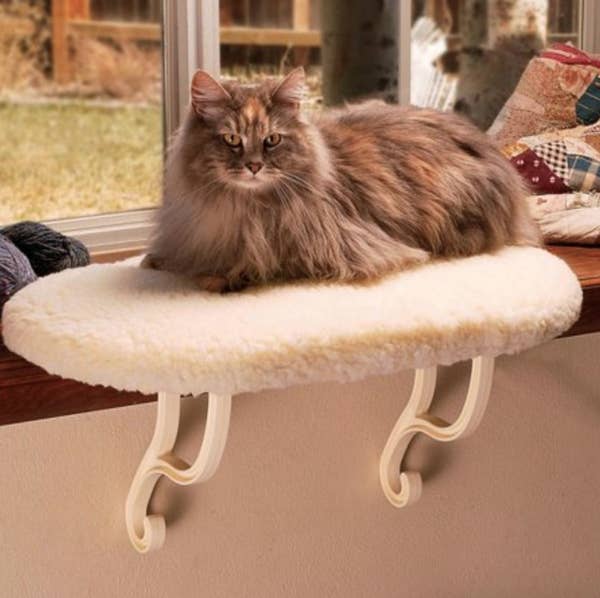 21 Amazing Cat Essentials That You Can Get At Walmart