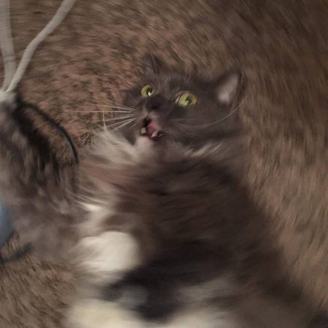 The Best Cat Posts From This Week July 12 2019