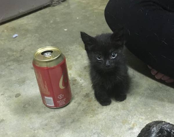 The Best Cat Posts From This Week July 12 2019