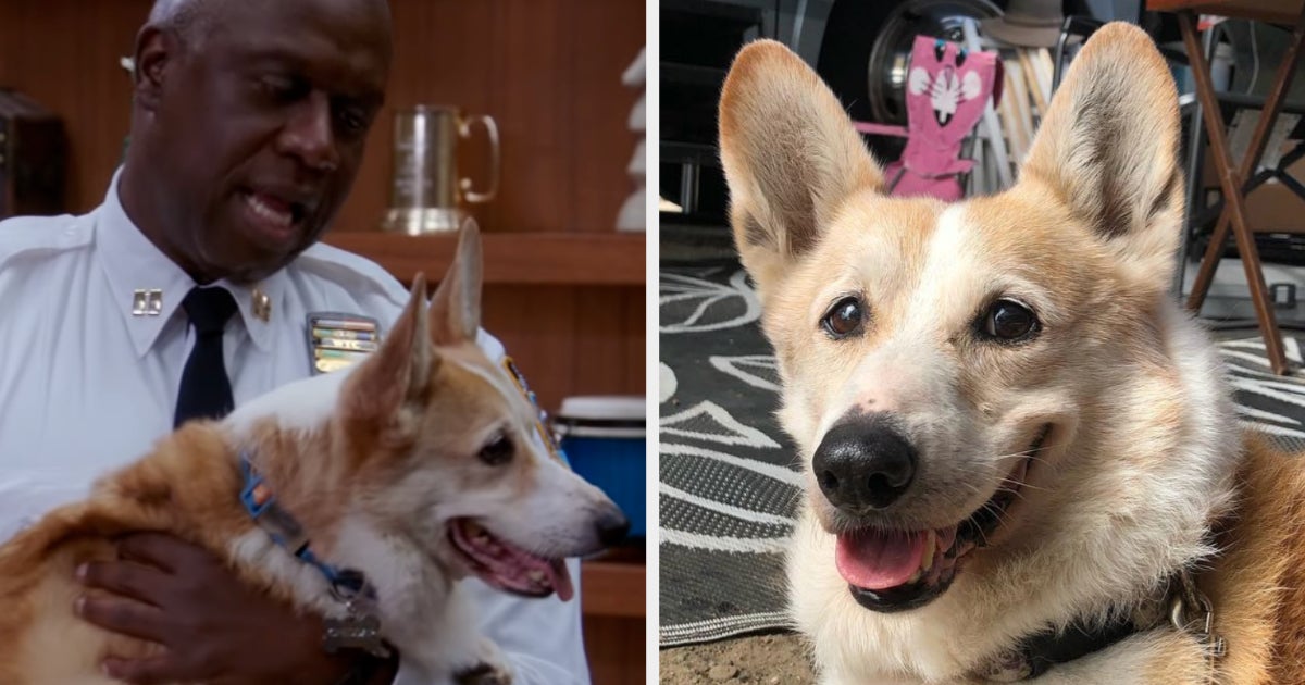 The Dog Who Played Cheddar On Brooklyn Nine Nine Has Died