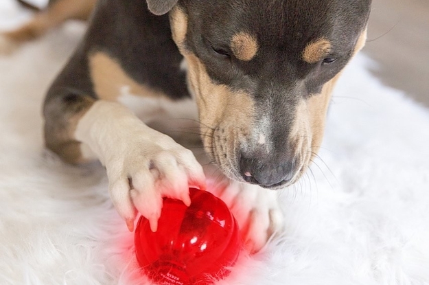 21 Products From  To Help Tire Out Energetic Pets
