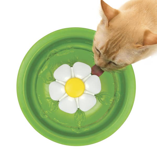 21 Amazing Cat Essentials That You Can Get At Walmart