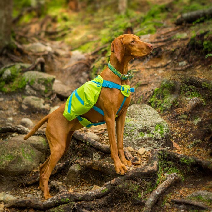 A hound dog with the double sided satchel bag resting on either side of their bag. It is attached by a harness around the chest and under the stomach. 