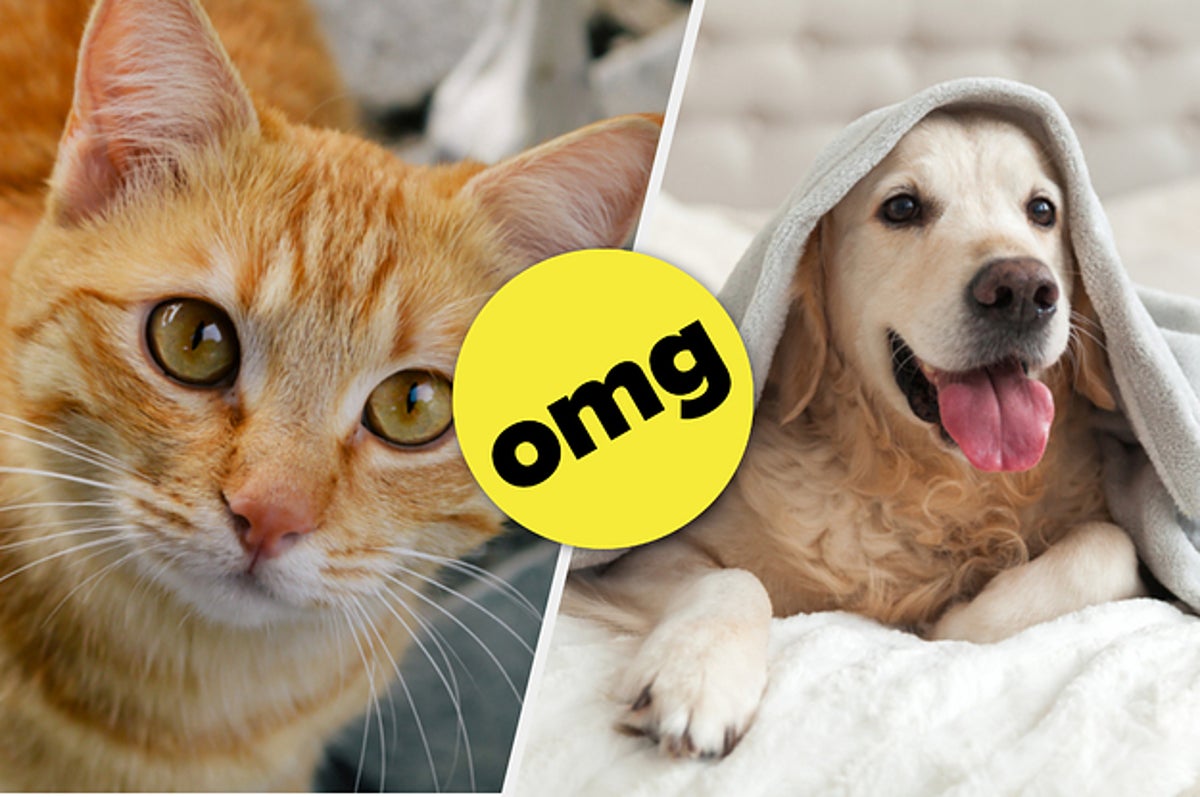 What's Your Inner Animal? What's Your Inner Animal?