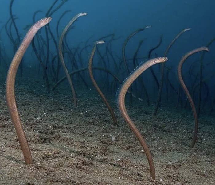 Dozens of eels sticking out of the ground underwater.