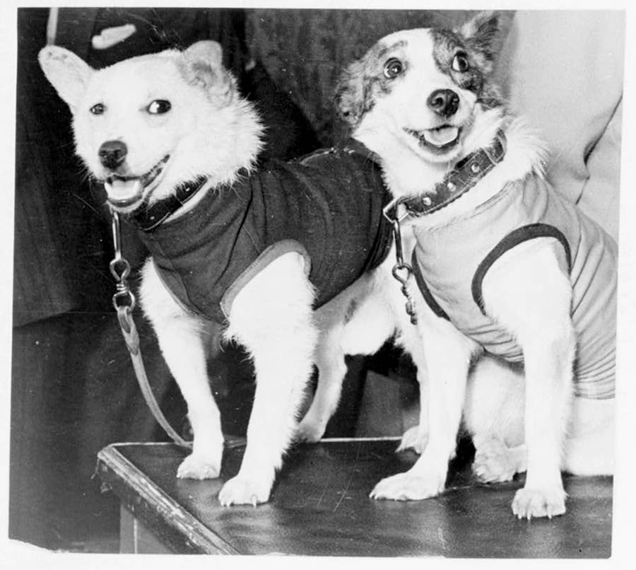 宇宙に行ったソ連の犬たち その足跡をたどる写真集