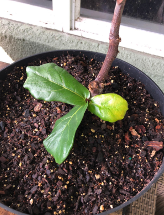 a reviewer's fiddle leaf fig plant starting to grow in a pot and sprout leaves