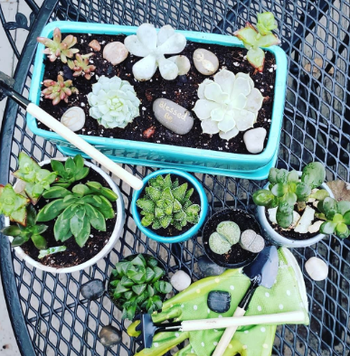Reviewer's collection of succulents is shown