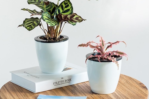 14 Useful Products That'll Help Save You From Countless Plant Funerals