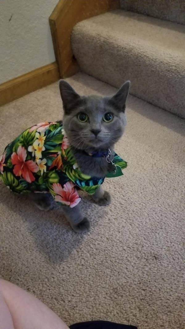 The Best Cat Posts From This Week July 19 2019