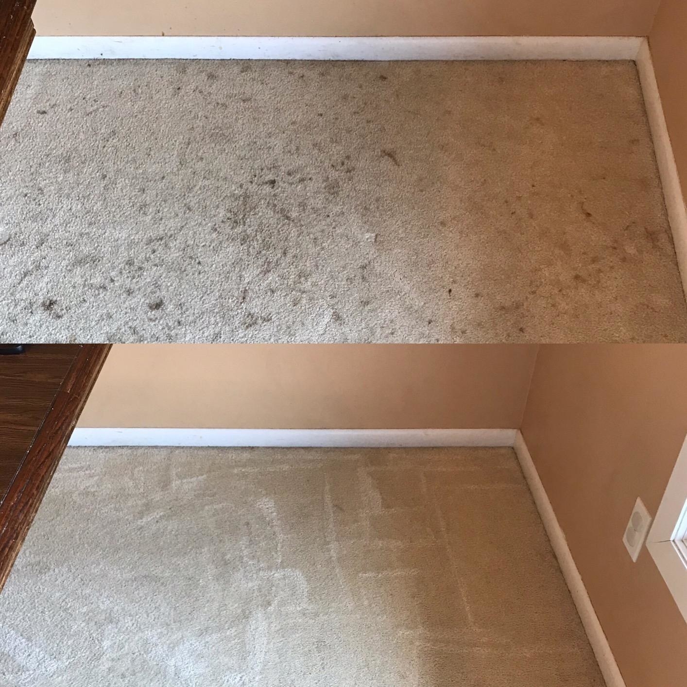 A customer review before photo of their stained carpet and then an after photo showing no more stains.