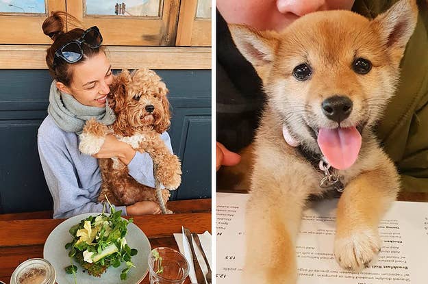 21 Dog Friendly Sydney Spots
