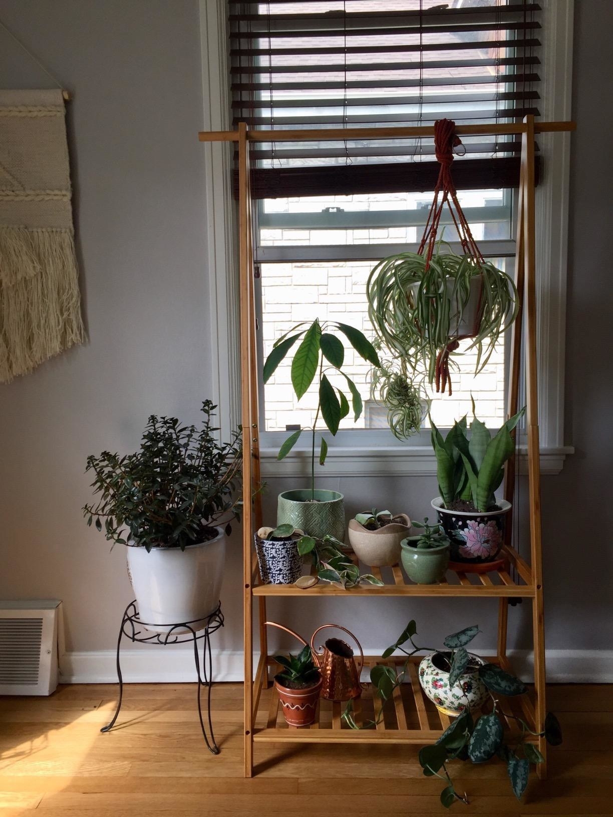 wooden rack with two shelves. there are plants on the shelves and a plants hanging from the top bar 