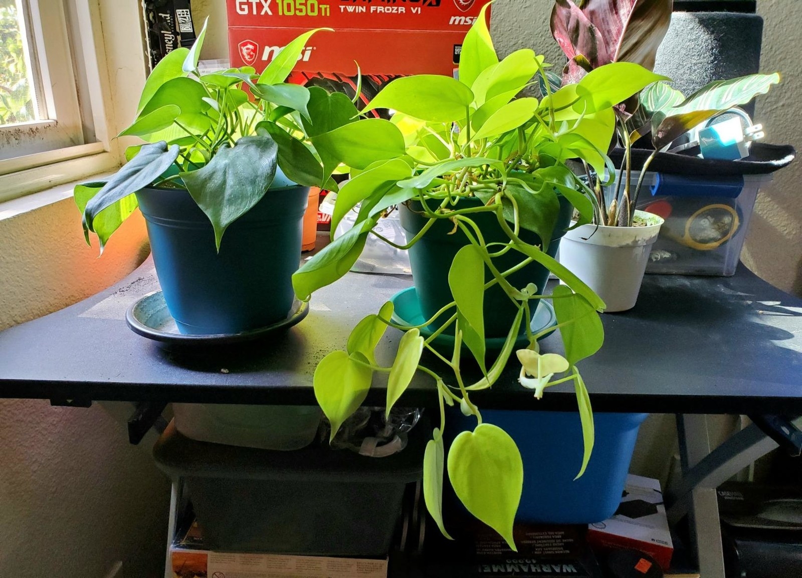 reviewer image of vining plant with heart-shaped leaves 