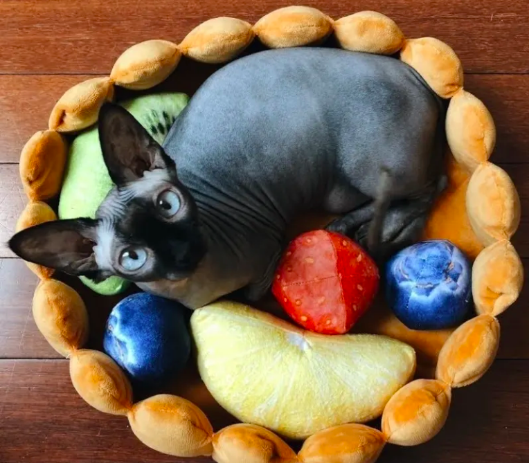 My hairless cat inside a bed that looks like a fruit tart