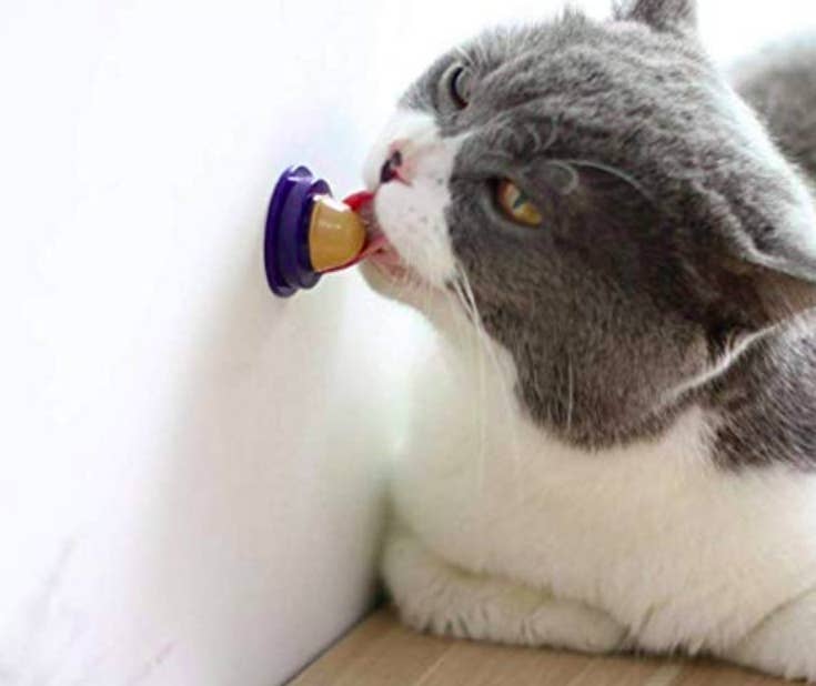 21 Things To Buy Your Cat When You Suspect They Re Secretly Mad At You