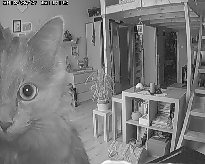 cat on security camera