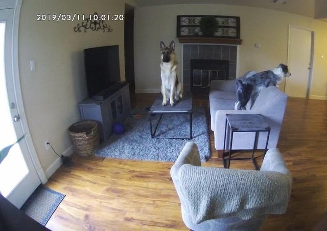 Dog and 2024 security camera