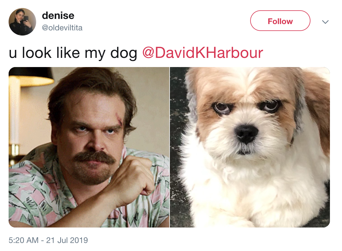 celebrity dogs look like