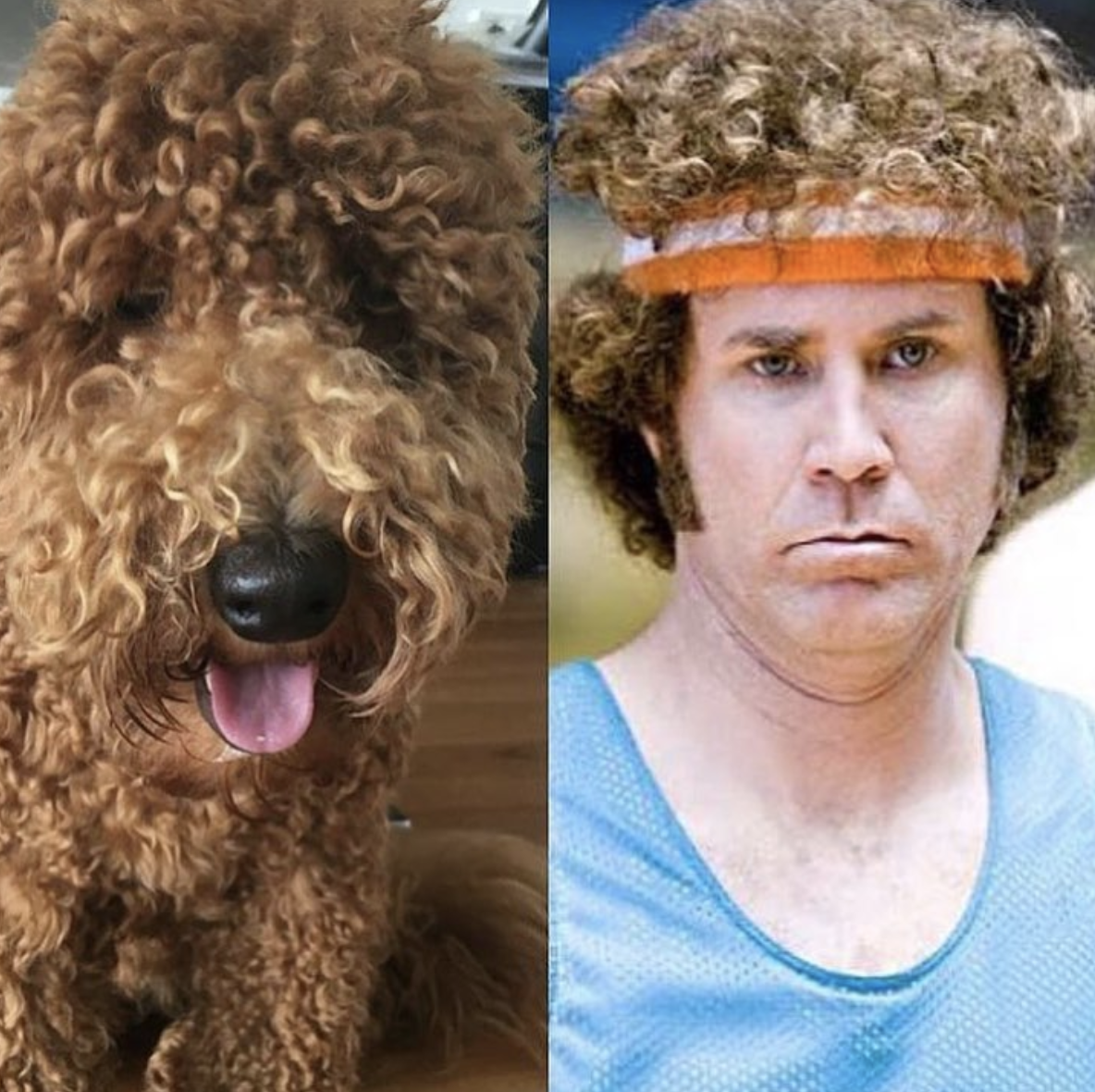 celebrity dogs look like