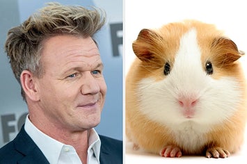 can u eat guinea pigs