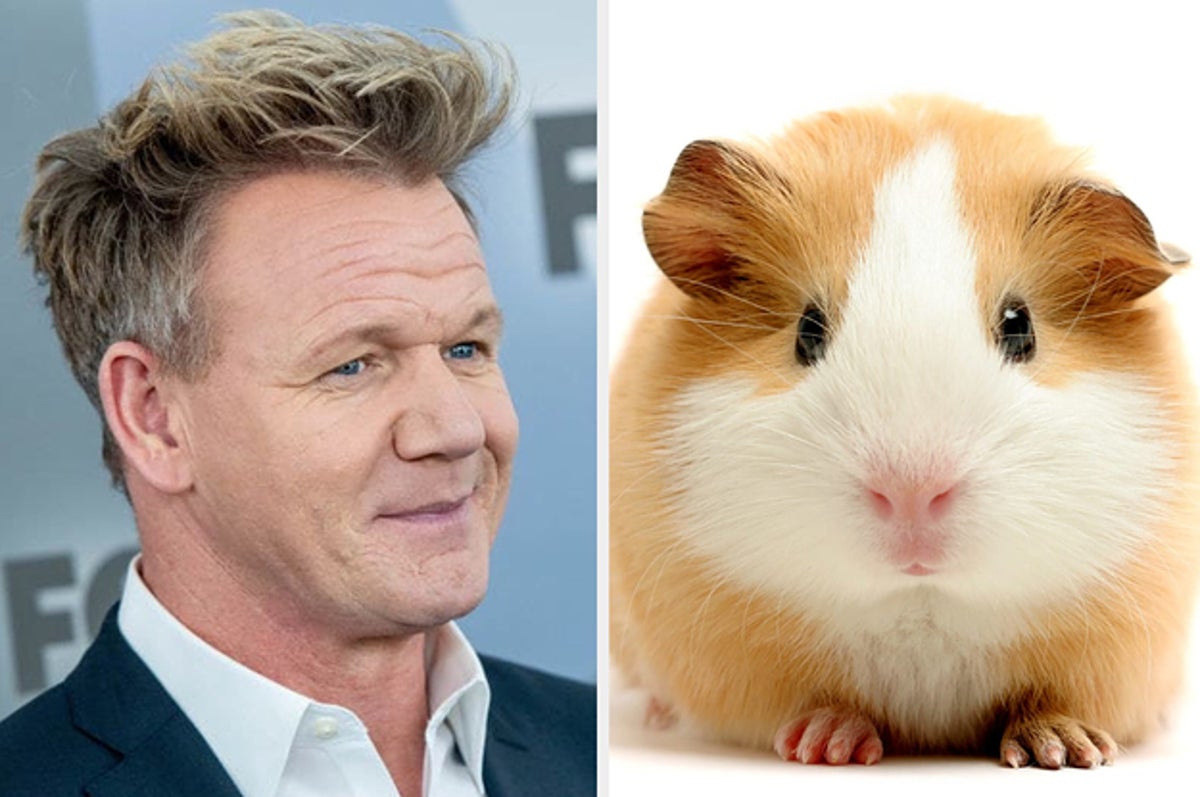 Gordon Ramsay Talked About Eating Guinea Pigs And Revealed They Are Delicious
