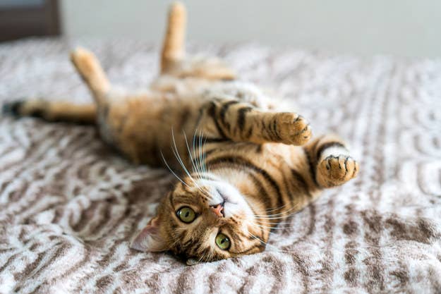 Pick Some Names For These Cats And We Ll Reveal Your Decade