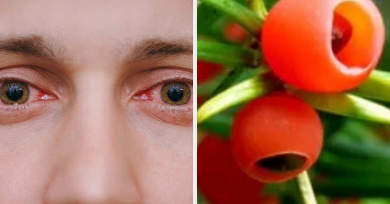 Eight Of These Berries Will Poison You. Can You Pick The One That Won't?