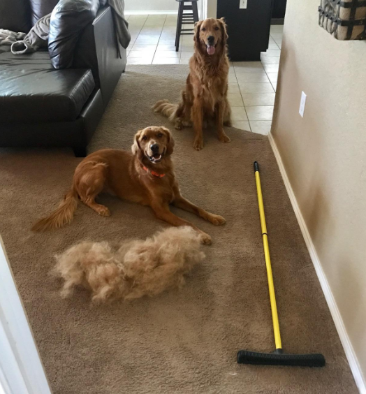 An image showing how much hair has been swept up 