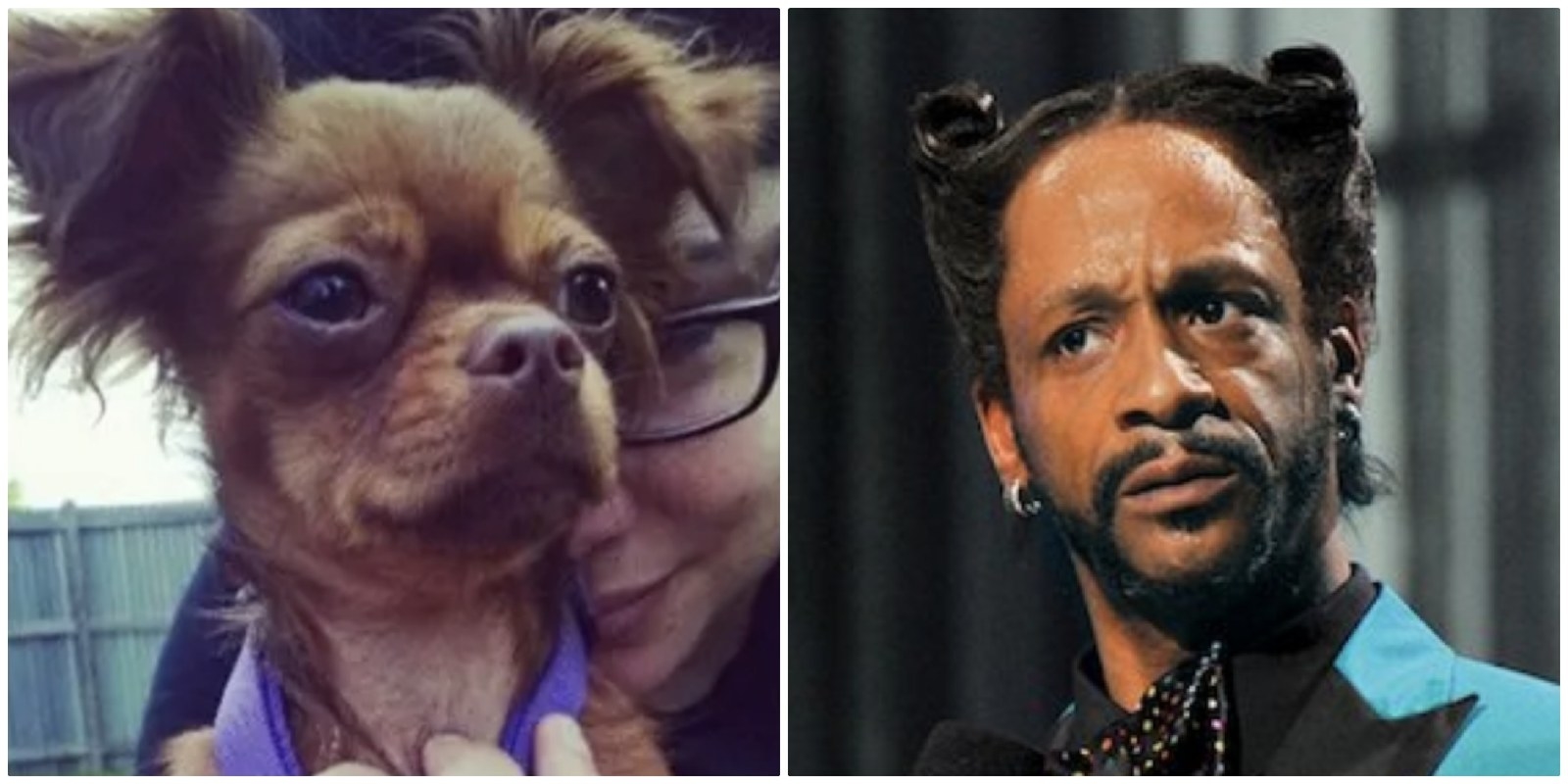 16 Celebrity Dogpelgängers That'll Make Your Jaw Drop