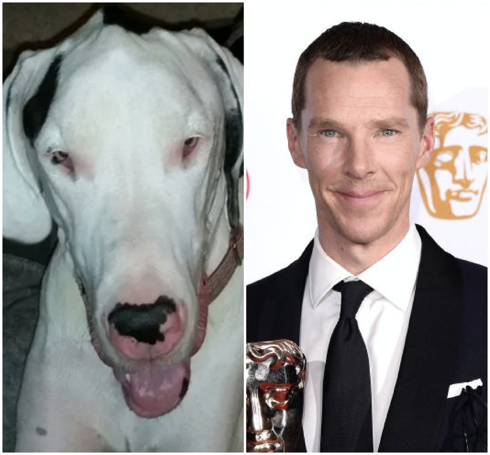 16 Celebrity Dogpelgängers That'll Make Your Jaw Drop