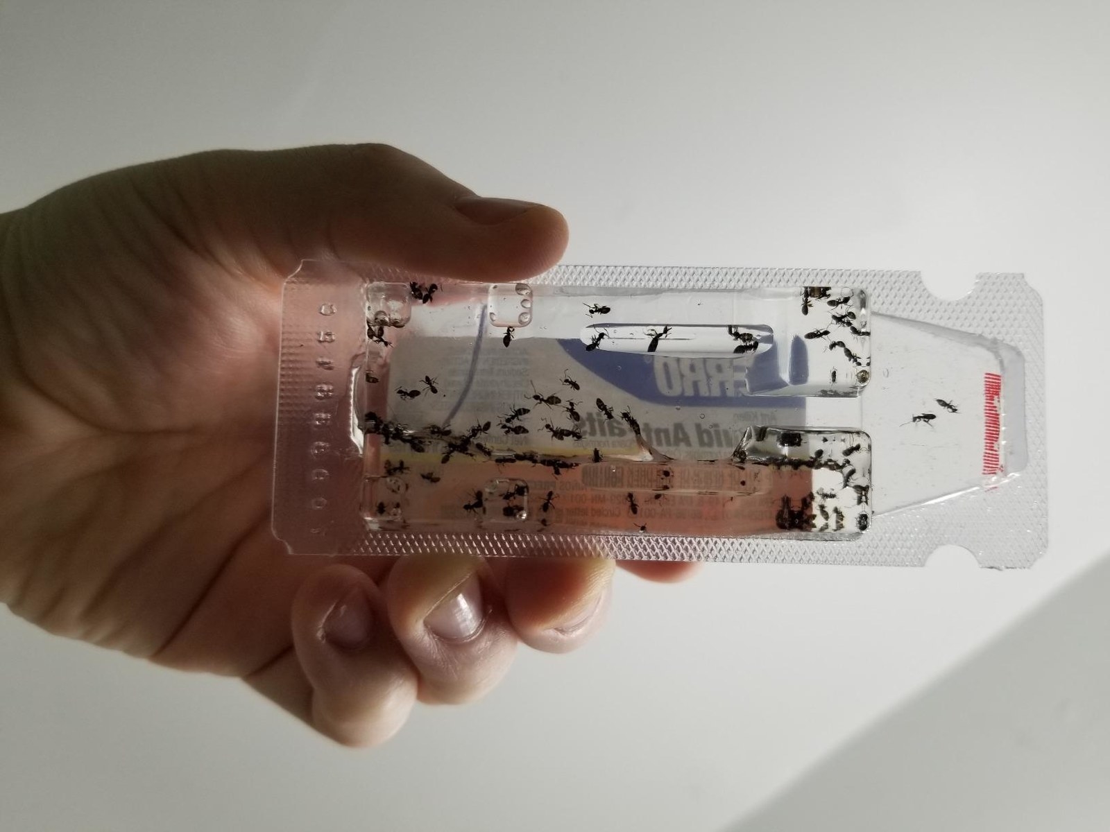 Reviewer photo showing a bunch of ants caught inside the bait container