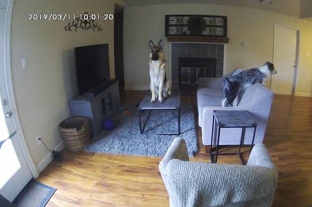 14 Times Pets Were Hilariously Caught On Security Camera