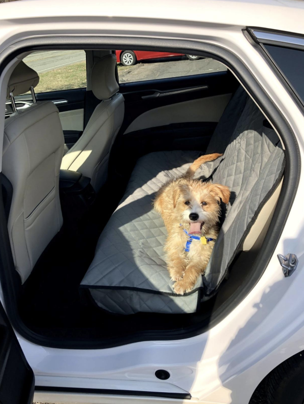 a reviewer&#x27;s dog in the back of their car on the covered seats