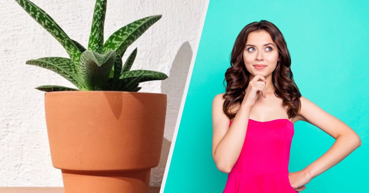 Everyone Is One Of These Indoor Plants — Which One Are You?