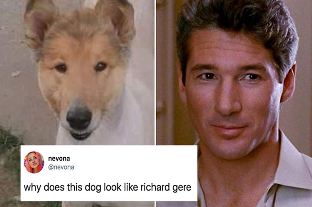 a dog that looks exactly like richard gere